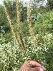Setaria macrostachya