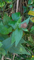 Eupatorium kiirunense