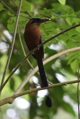Momotus subrufescens