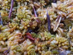 Monilinia