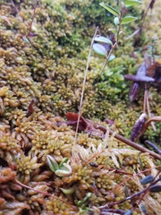 Pinguicula villosa