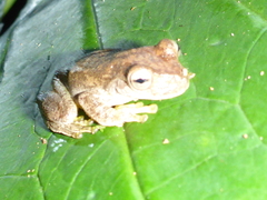 Ptychohyla hypomykter