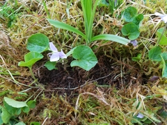 Viola epipsiloides