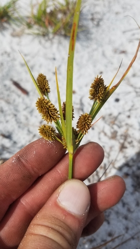 Image of Cyperus nashii by (c) Scott Ward, some rights reserved (CC BY)
