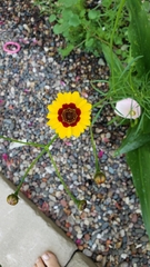 Coreopsis basalis