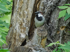 Passer domesticus