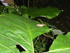 Ptychohyla hypomykter