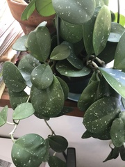 Hoya obovata