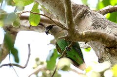 Poicephalus cryptoxanthus