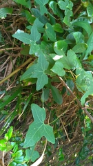 Solena amplexicaulis