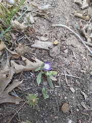 Phacelia davidsonii