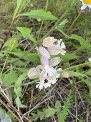 Silene vulgaris