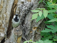 Passer domesticus