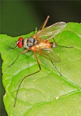 Cholomyia inaequipes