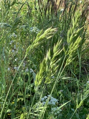 Bromus hordeaceus