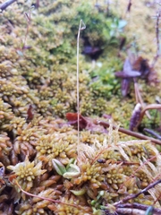 Pinguicula villosa