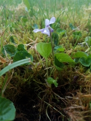 Viola epipsiloides