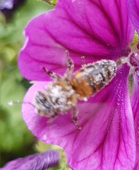 Apis mellifera
