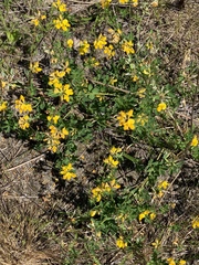 Lotus corniculatus