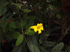 Adenocalymma marginatum