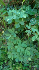 Peucedanum japonicum