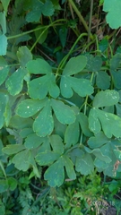 Peucedanum japonicum