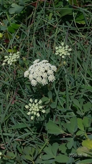 Peucedanum japonicum