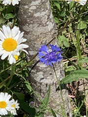 Centaurea cyanus