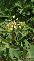 Peucedanum japonicum