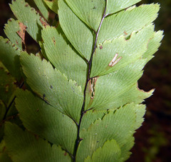 Adiantum fulvum
