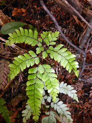 Adiantum fulvum