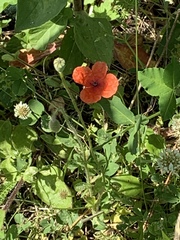 Papaver rhoeas