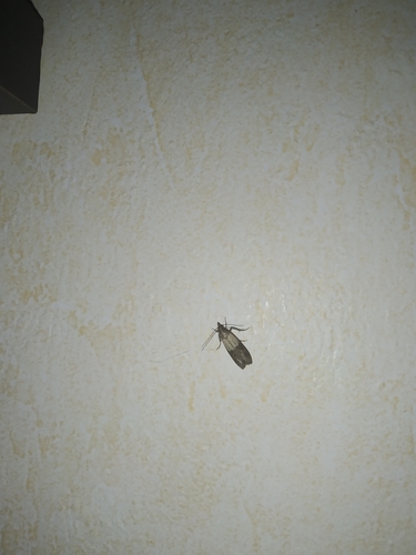 Plodia interpunctella