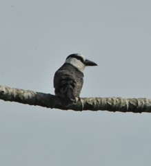 Notharchus hyperrhynchus