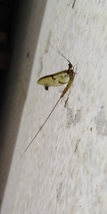 Ephemera glaucops