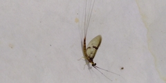 Ephemera glaucops