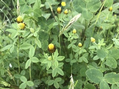 Trifolium spadiceum