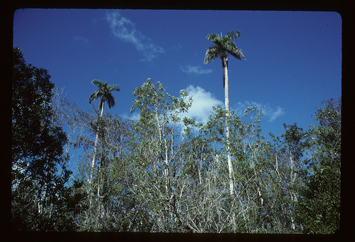 Roystonea regia