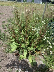 Rumex obtusifolius