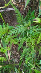 Odontosoria biflora