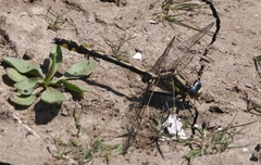 Phanogomphus kurilis