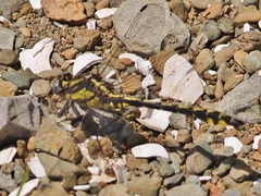 Phanogomphus kurilis