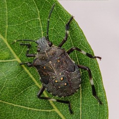 Halyomorpha halys