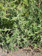 Cirsium vulgare