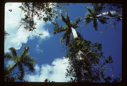 Roystonea regia