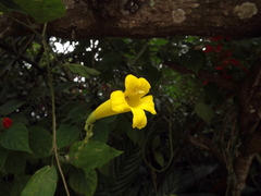 Adenocalymma marginatum