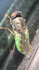 Odontomyia virgo