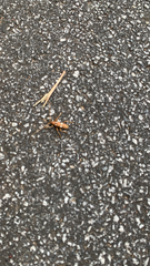 Eburia quadrigeminata