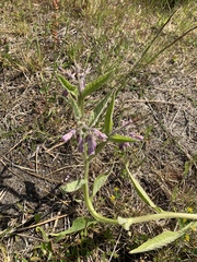 Symphytum