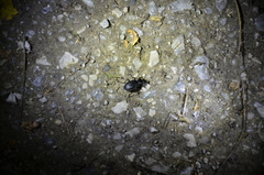 Carabus granulatus interstitialis